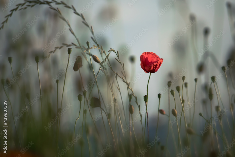 Obraz premium red poppi in the field