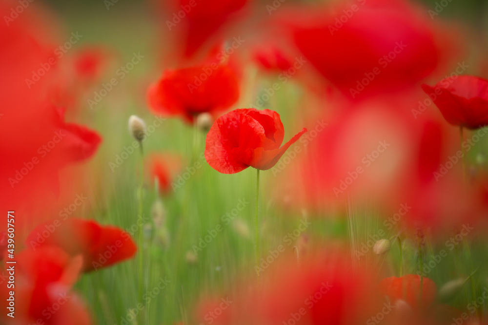 red poppy flowers