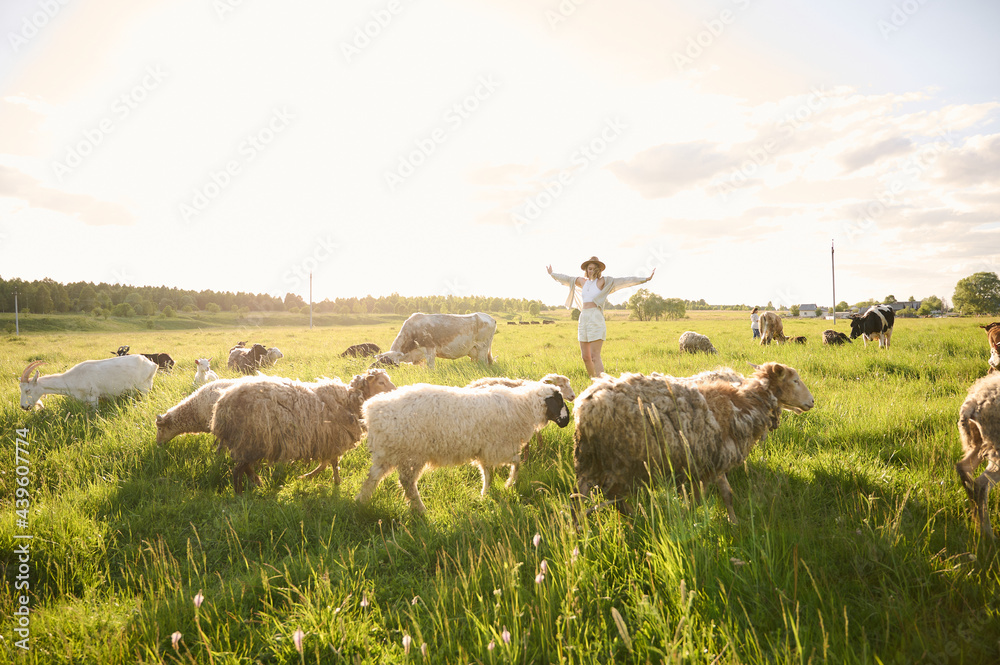 Fototapeta premium sheep on a meadow