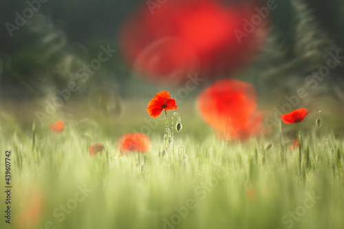 field of red poppies
