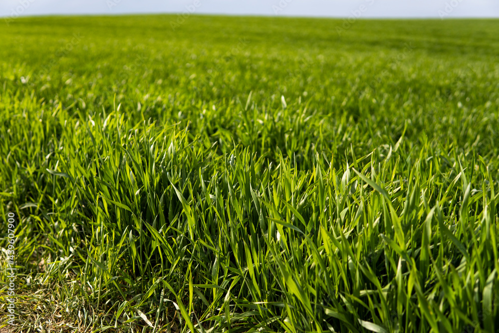 Young green wheat seedlings growing in soil on a field. Close up on sprouting rye on a field. Sprouts of rye. Sprouts of young barley or wheat that have sprouted in the soil. Agriculture, cultivation. Young green wheat seedlings growing in soil on a field. Close up on sprouting rye on a field. Sprouts of rye. Sprouts of young barley or wheat that have sprouted in the soil. Agriculture, cultivation.