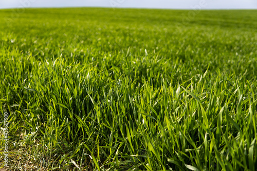 Young green wheat seedlings growing in soil on a field. Close up on sprouting rye on a field. Sprouts of rye. Sprouts of young barley or wheat that have sprouted in the soil. Agriculture, cultivation.