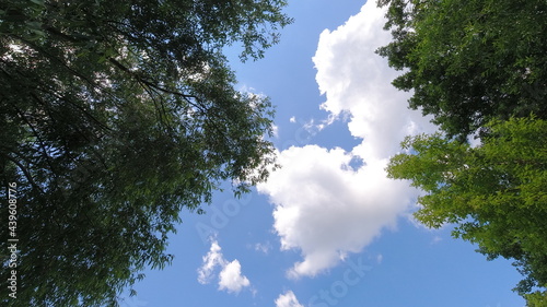 blue sky  clouds and trees