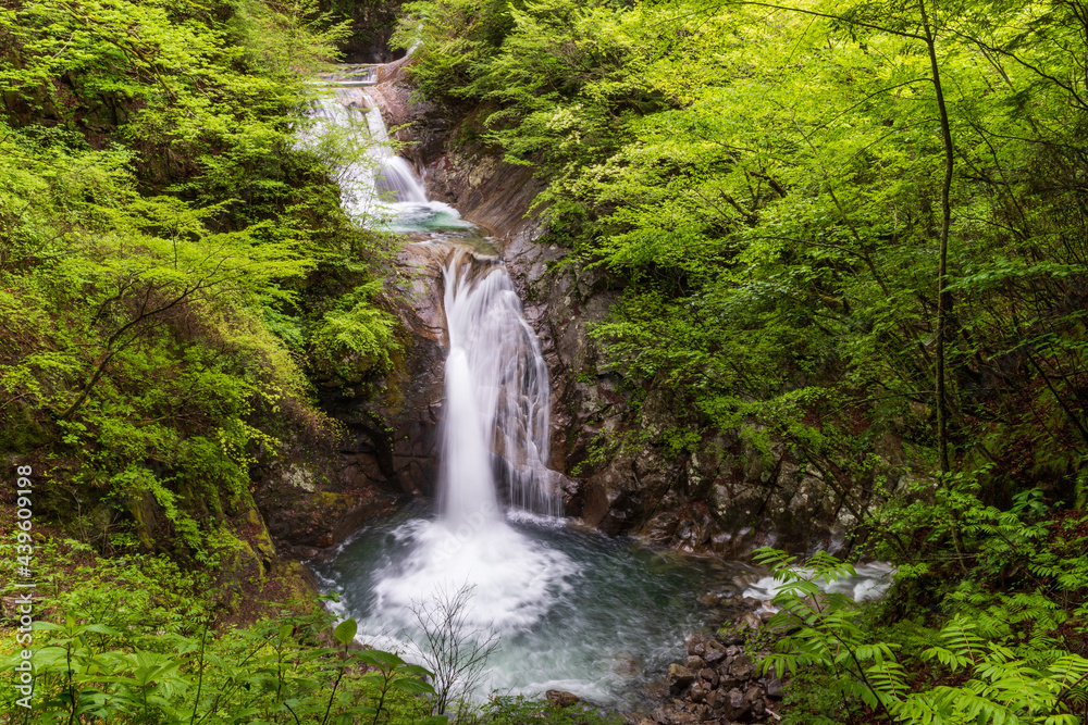 Fototapeta premium 新緑の西沢渓谷七ツ釜五段ノ滝