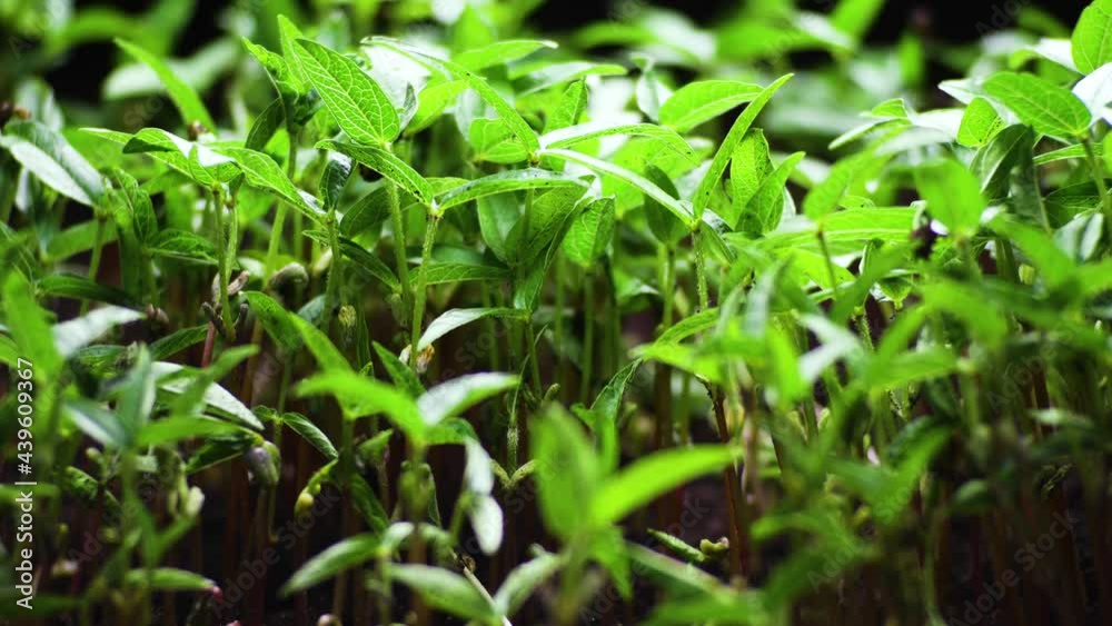 Growing plants in timelapse, Sprouts Germination newborn plant Growing plants in timelapse, Sprouts Germination newborn plant