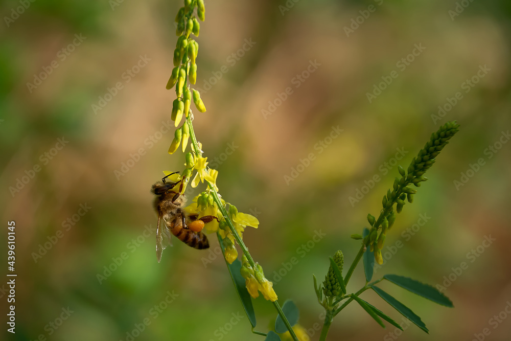 ligustica honey Bee on a flower of melilotus officinalis.Liguria,Italy ligustica honey Bee on a flower of melilotus officinalis.Liguria,Italy