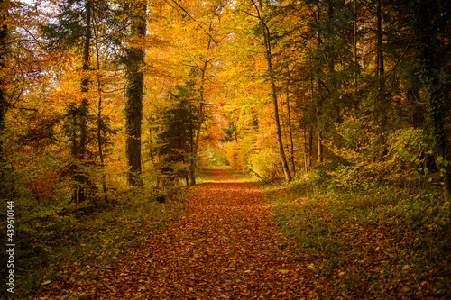 autumn in the park