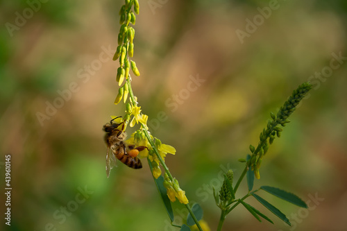 ligustica honey Bee on a flower of melilotus officinalis.Liguria,Italy