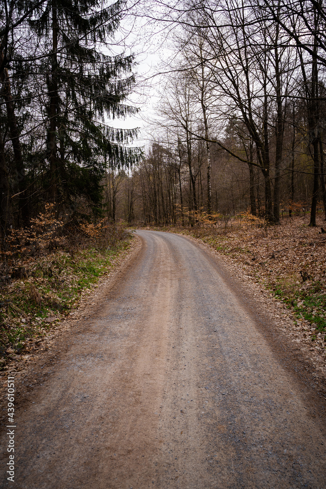 Road in the woods on gray cloudy day Road in the woods on gray cloudy day