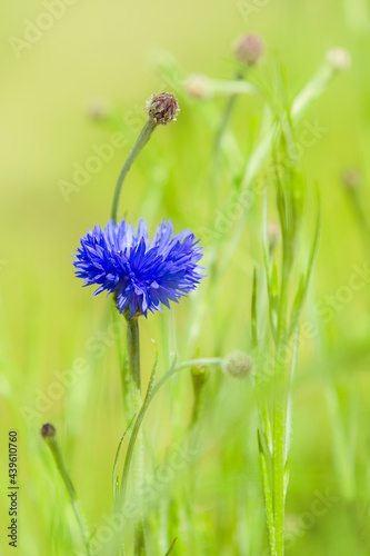 Close up of a blue wildflower isolated against a green background