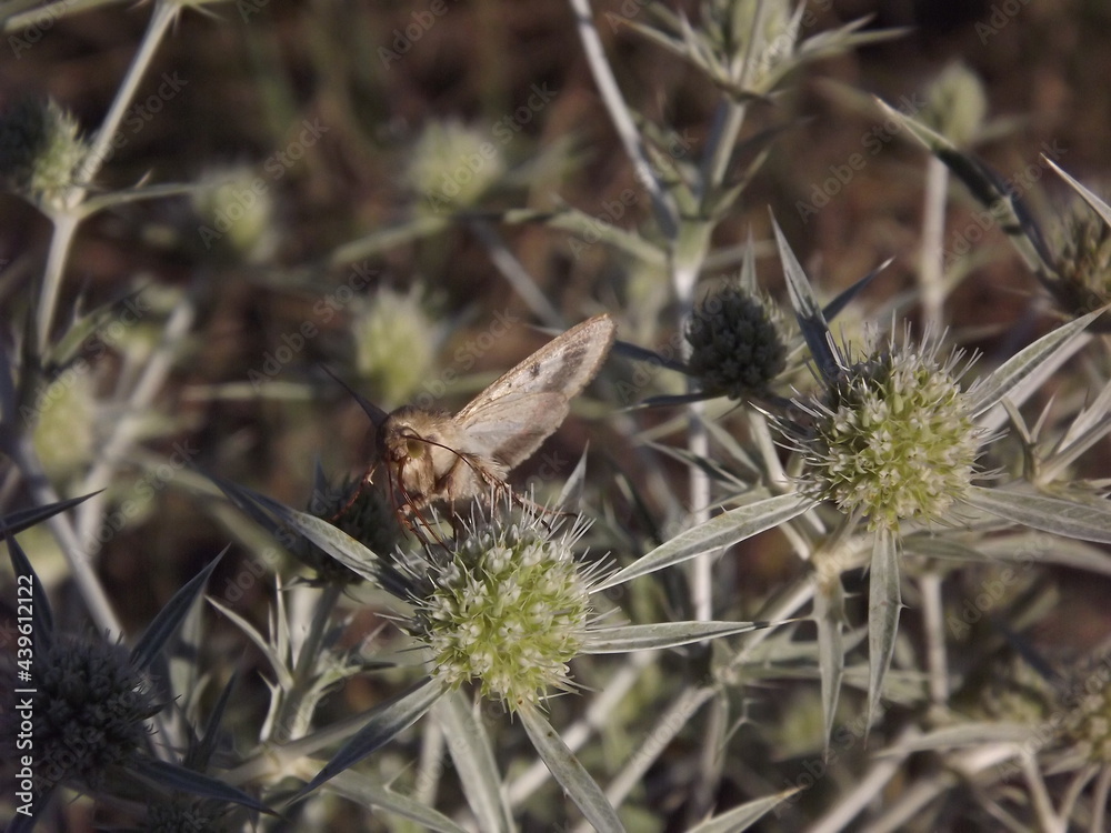 Moth on the meadow plant Eryngium campestre. Moth on the meadow plant Eryngium campestre.