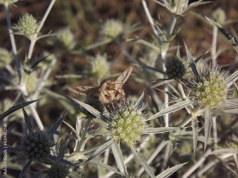 Moth on the meadow plant Eryngium campestre. Moth on the meadow plant Eryngium campestre.