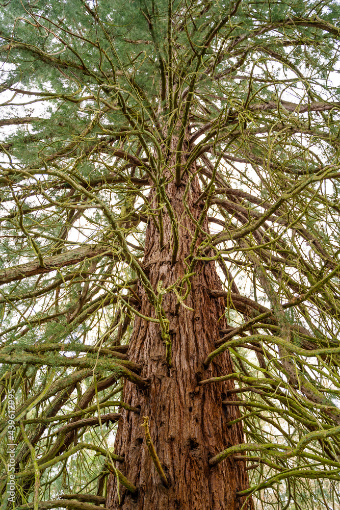 Fototapeta premium Big sequoia with brown trunk and green branches