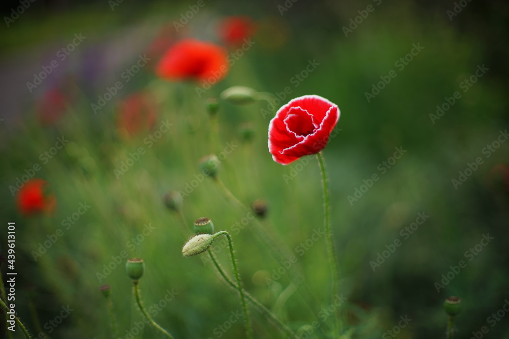 Obraz premium Red white poppy flower grow in green field