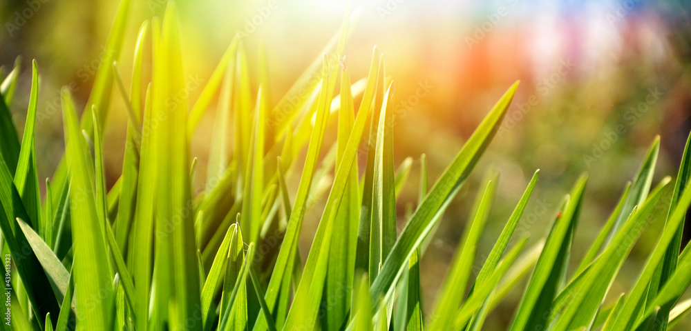 green grass in the sun green grass in the sun
