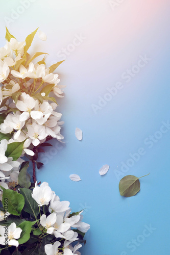 flowers on blue background