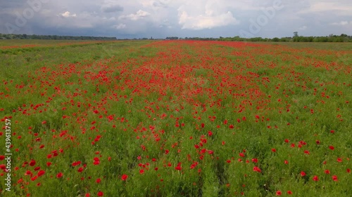 Aerial camera flight above blooming poppy field