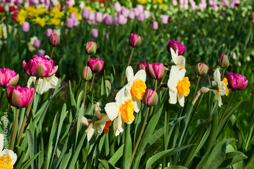 Colorful tulips beginning to bloom in the park in bright sunlight