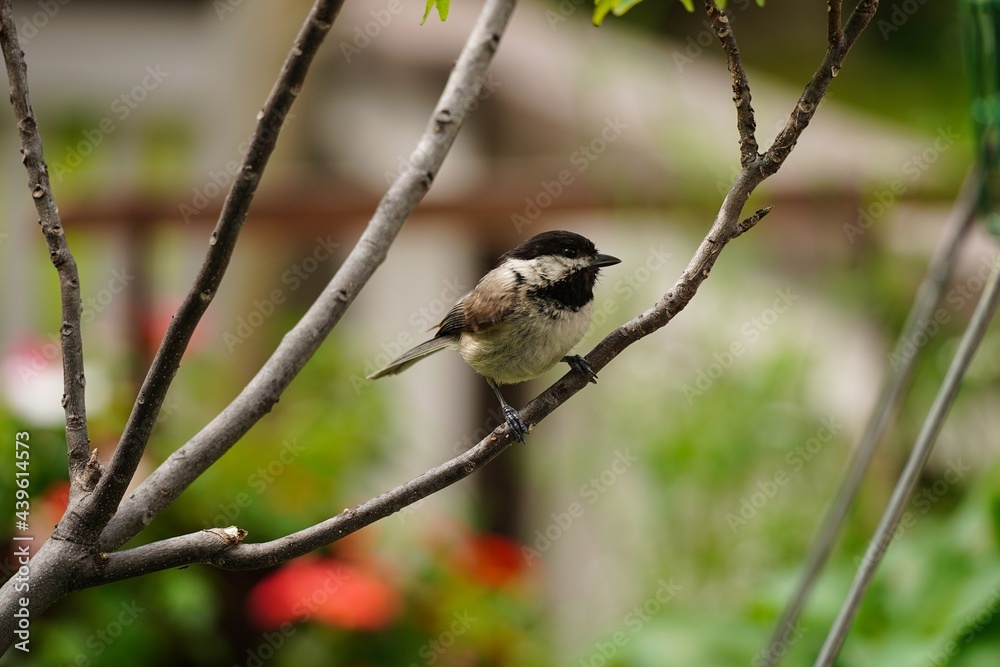 Black Capped Chickadee - Summer backyard birds, selective focus Black Capped Chickadee - Summer backyard birds, selective focus