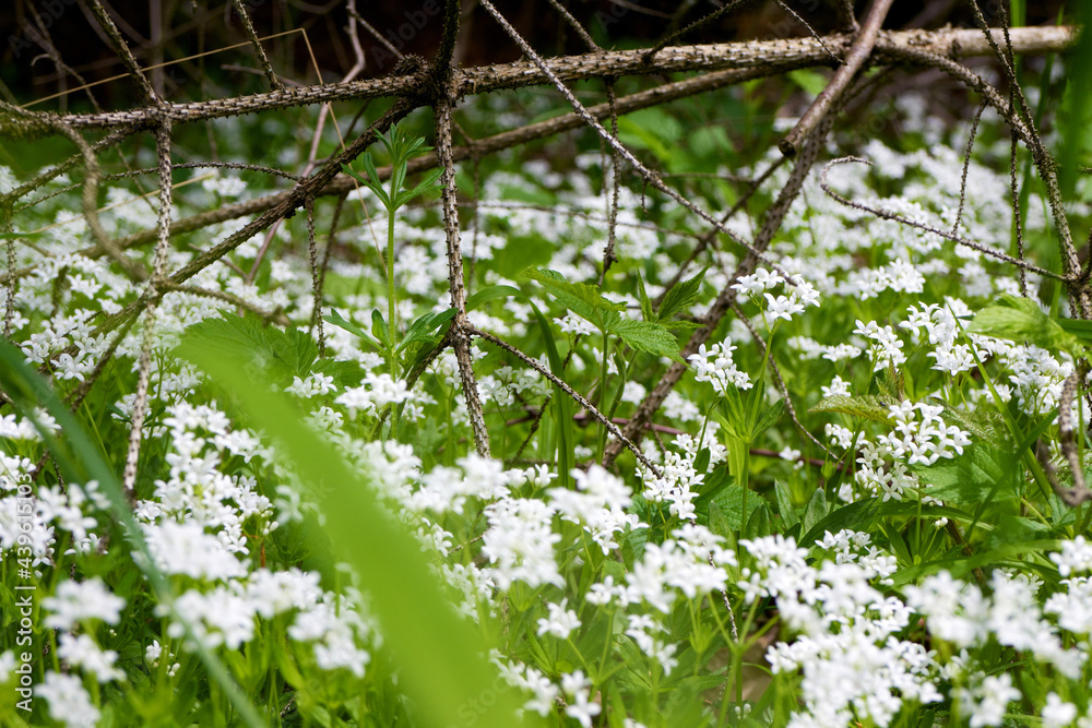 Fototapeta premium Weisse Blumen auf dem Waldboden im Frühling