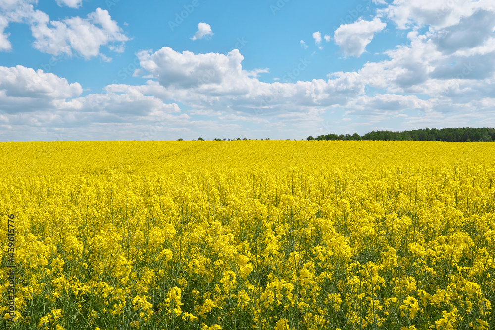 Blooming rapeseed field and blue sky.