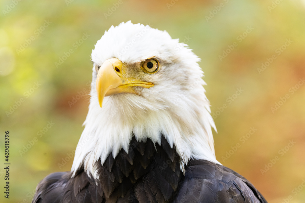 Fototapeta premium Bald Eagle