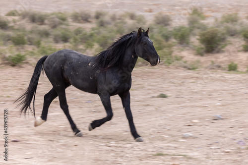 Wild horse in Spring in the Utah Desert