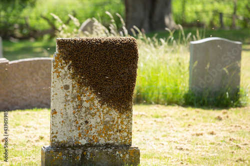 A swarm of bees on a gravestone