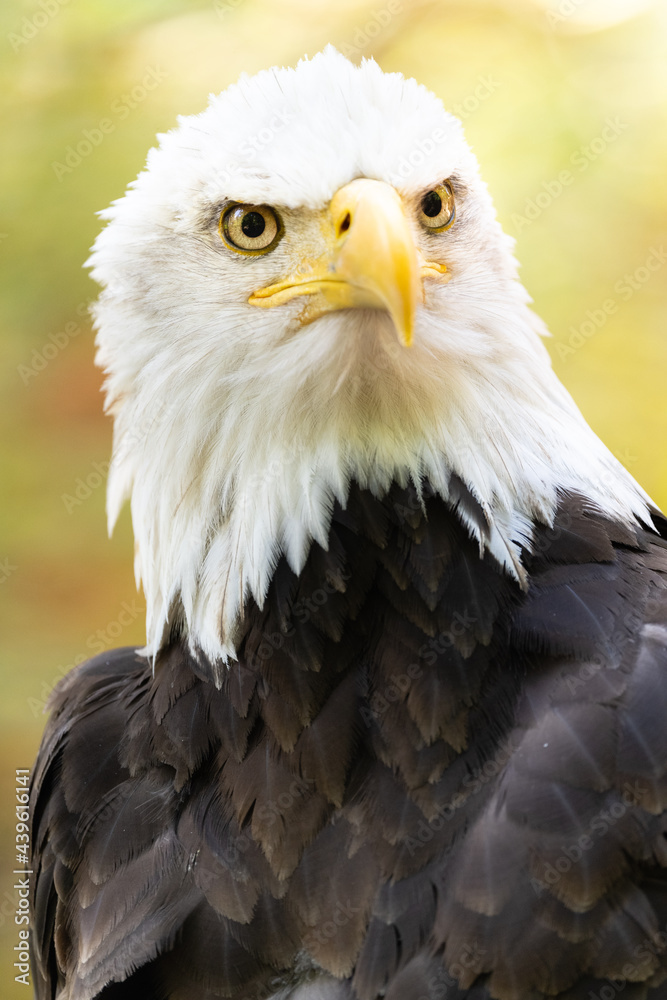Fototapeta premium Bald Eagle