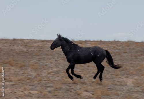 Wild horse in Spring in the Utah Desert