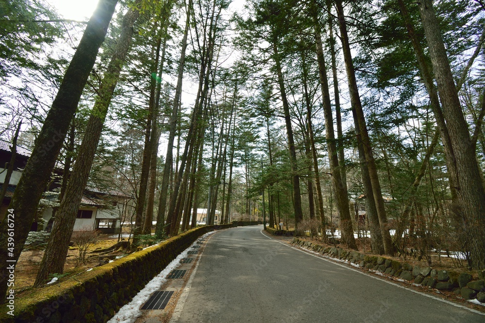 Obraz premium road in the forest