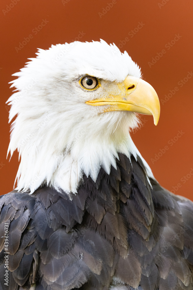 Obraz premium Bald Eagle