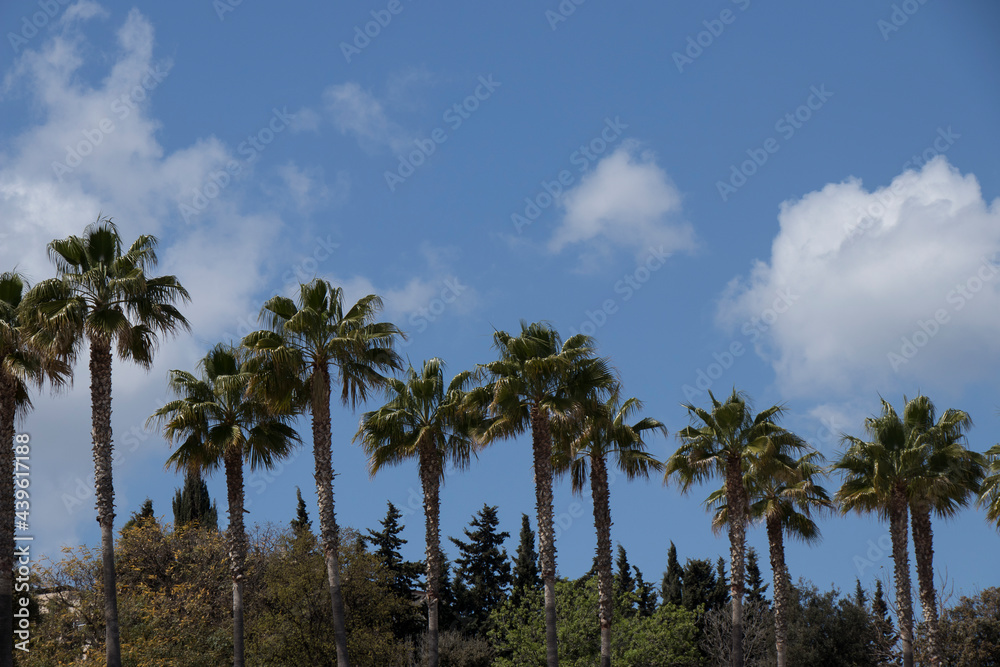 Grupo de palmeras con cielo azul parcialmente nublado