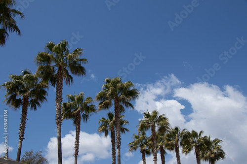 Grupo de palmeras con cielo azul parcialmente nublado