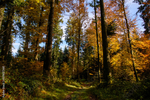 autumn in the forest