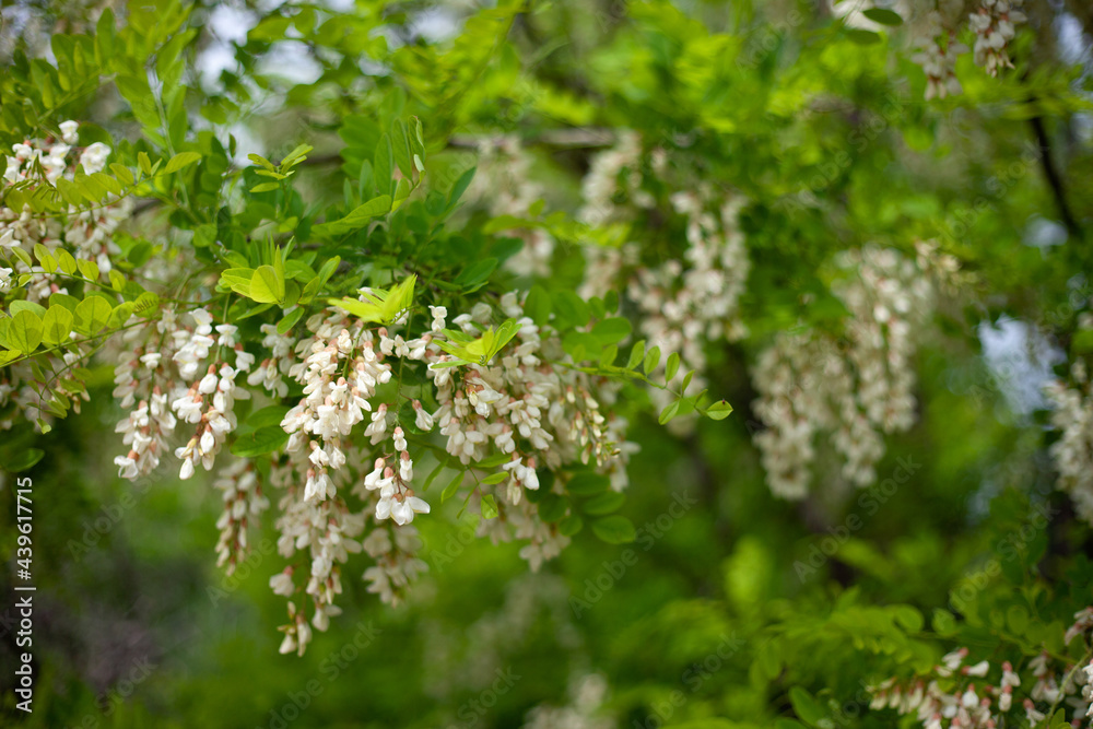 Acacia tree blooming in the spring. Flowers branch with a green background. Abundant flowering. Source of nectar for tender fragrant honey. Acacia tree blooming in the spring. Flowers branch with a green background. Abundant flowering. Source of nectar for tender fragrant honey.