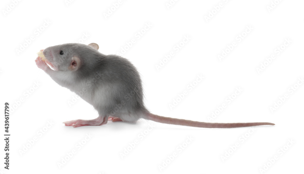 Small fluffy grey rat eating cheese on white background Small fluffy grey rat eating cheese on white background