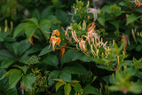 Very beautiful honeysuckle plant in the good day