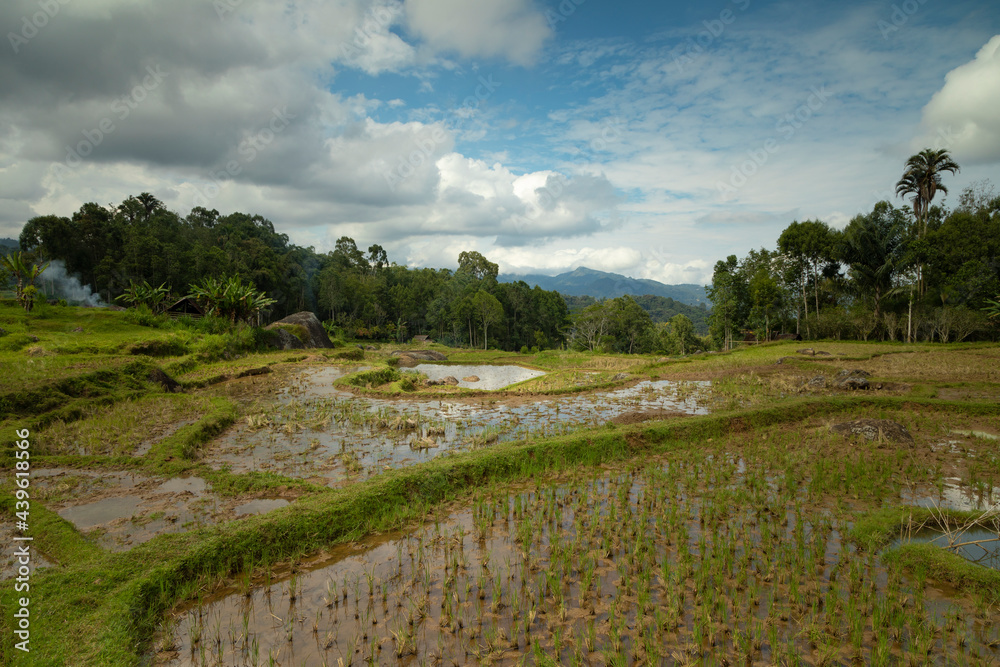 Landscape photograph of the terraced rice fields in Batutumonga area, in Tana Toraja region, near Rantepao, Sulawesi island, Indonesia