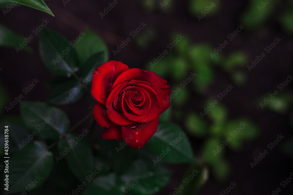 Rose flower bloom in roses garden on blurry background. Rose flower bloom in roses garden on blurry background.