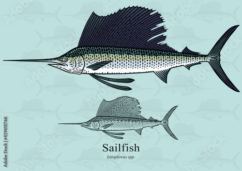 Sailfish. Vector illustration with refined details and optimized stroke that allows the image to be used in small sizes (in packaging design, decoration, educational graphics, etc.) photo