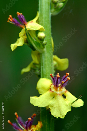 Schwarze Königskerze // Black mullein, dark mullein (Verbascum nigrum) photo