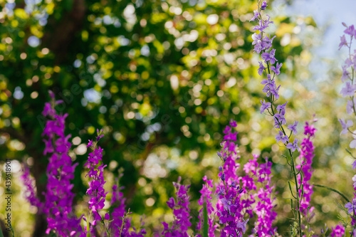 wild purple flowers in summer