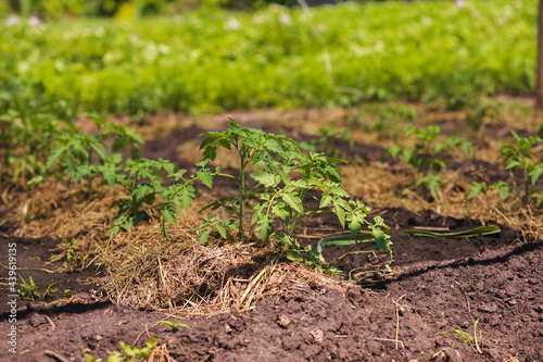 Wallpaper Mural Covering young tomato plants with straw mulch to protect from drying out quickly ant to control weed in the garden. Using mulch for weed control, water retention, to keep roots warm in the winter. Torontodigital.ca