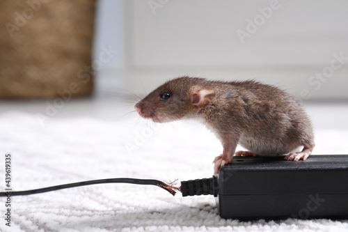 Rat with chewed electric wire on floor indoors. Pest control photo