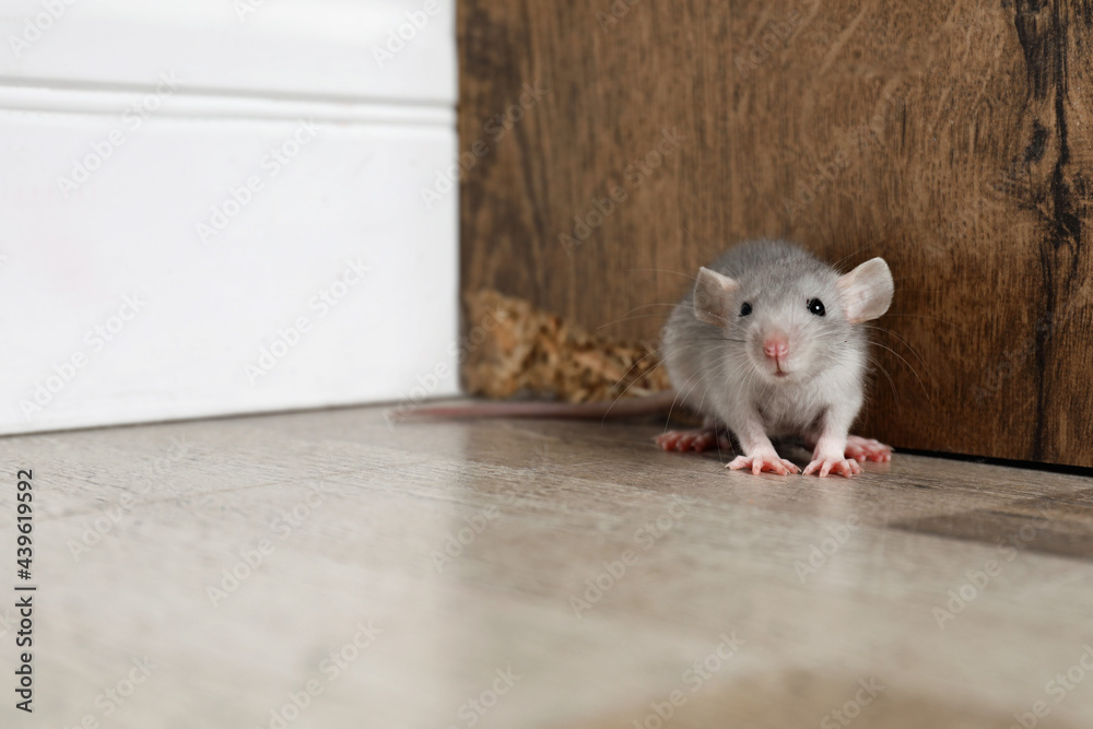 Grey rat near wooden wall on floor. Pest control - obrazy, fototapety, plakaty 