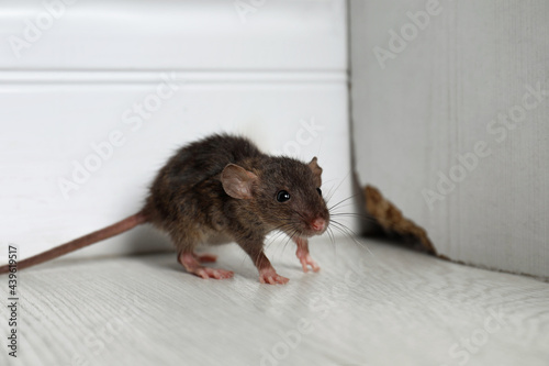 Fototapeta Grey rat near wooden wall on floor. Pest control