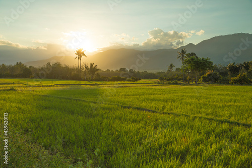 Beautiful rice fields at sunset  Bada Valley  island of Sulawesi  Indonesia. In the distance  the mountains of Lore Lindu covered in clouds