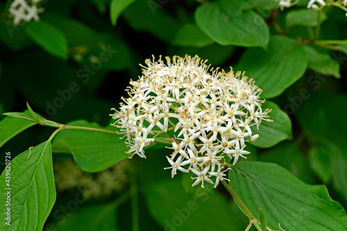 Roter Hartriegel // Common dogwood (Cornus sanguinea) photo