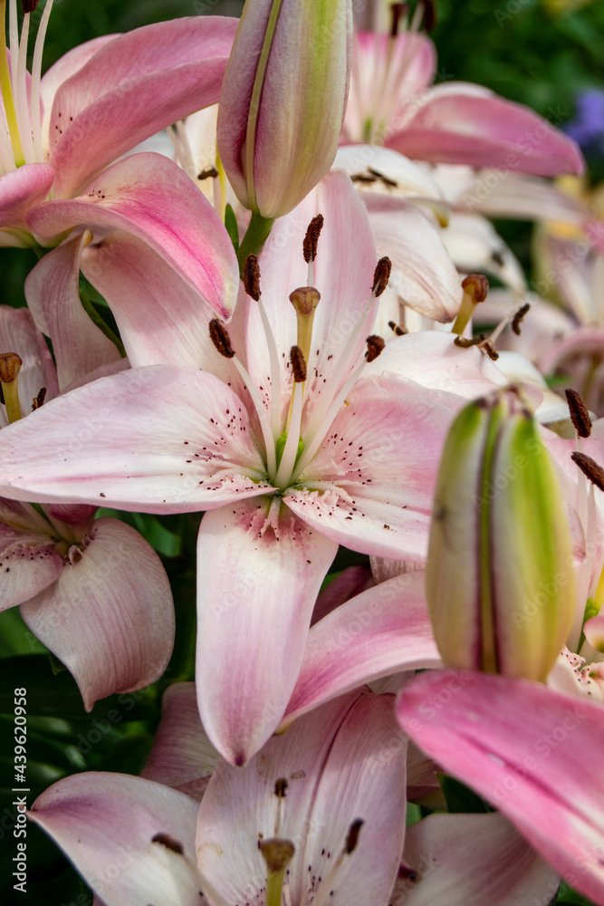 Pink lily flower close up
